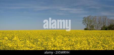 Ein riesiges Rapsfeld in der Nähe von Trossingen, goldfarben in der Morgensonne. Endlose Reihen leuchtend gelber Rapsblüten, sanft vom Wind gestreichelt. Stockfoto