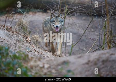 Wolf (Canis Lupus) läuft im Wald Stockfoto