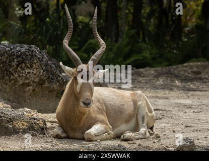 Addax-Antilopen Stockfoto