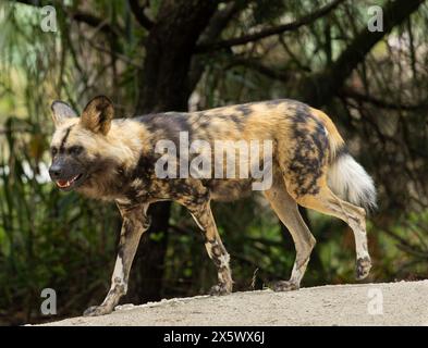 Afrikanischer Wildhund Stockfoto