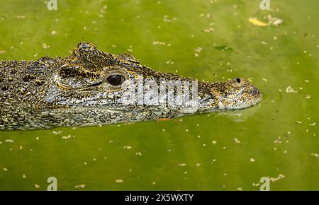 Kubanische Krokodil Stockfoto