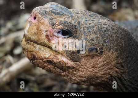 Nahaufnahme des Galapagos-Schildkrötenkopfes aus dem Seitenwinkel, der in die Kamera blickt Stockfoto