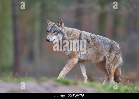 Wolf (Canis Lupus) läuft im Wald Stockfoto