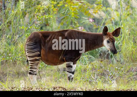 Okapi Stockfoto