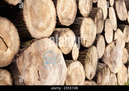 Stapel von Holzstämmen, Nahaufnahme von sauberem Schnitt von gehackten Brennholzstämmen. Natürlicher Holzhintergrund Stockfoto