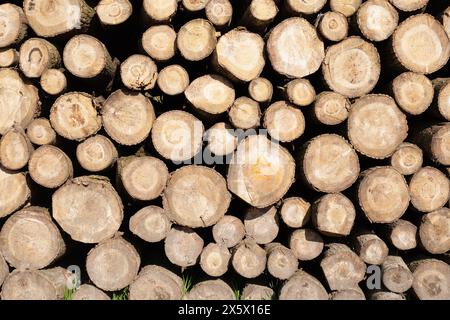 Stapel von Holzstämmen, Nahaufnahme von sauberem Schnitt von gehackten Brennholzstämmen. Natürlicher Holzhintergrund Stockfoto