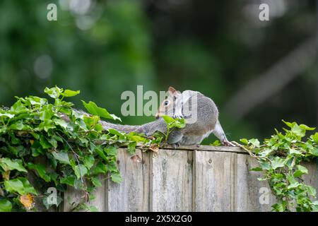 Graues Eichhörnchen in einer seltsamen Position, das sein Fell reinigt, während es auf einem Holzzaun in einem Vorstadtgarten in Großbritannien liegt Stockfoto