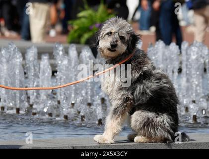 New York, Usa. Mai 2024. Hunde tragen eine Leine auf dem Gelände der 148. Jährlichen Westminster Kennel Club Dog Show, die von Purina Pro Plan im USTA Billie Jean King National Tennis Center am 11. Mai 2024 in New York City präsentiert wurde. Foto: John Angelillo/UPI Credit: UPI/Alamy Live News Stockfoto