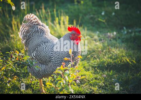 Amrock huhn hahn Stockfoto