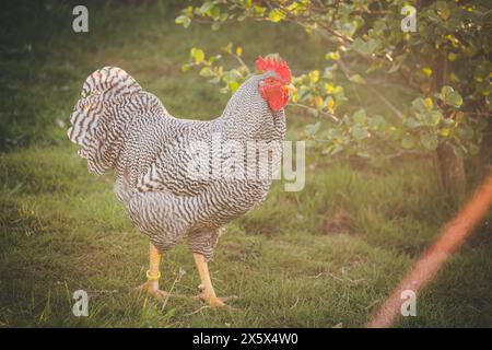 Amrock huhn hahn Stockfoto