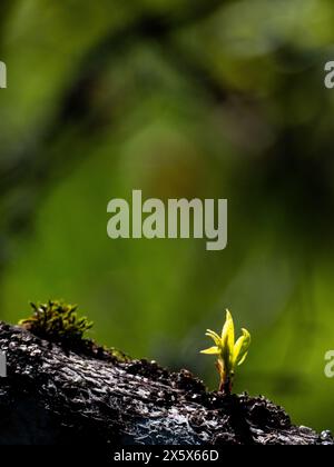 Ein kleines grünes neues Wachstum auf einem Baumstamm Stockfoto