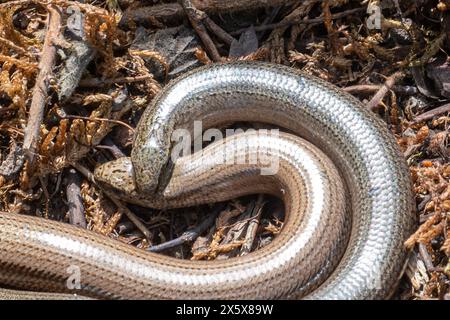 Paar langsame Würmer (Anguis fragilis), Paarungsverhalten mit dem männlichen Tier, das den Hals des Weibchens beißt Stockfoto