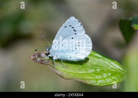 Holly Blue Butterfly (Celastrina argiolus), der sich im Mai in der Sonne sonnt, England, Großbritannien Stockfoto