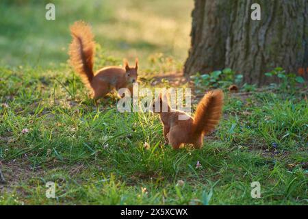 Rotes Eichhörnchen (Sciurus vulgaris), zwei Tiere im Park im Frühling Stockfoto