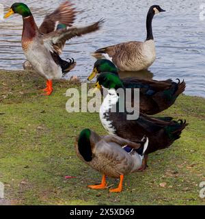 Dieses Foto zeigt wunderschöne Mallarden + Hybriden (männlich) + Kanadische Gans an einem Wintermorgen. Stockenten sind auf der ganzen Welt gefundene Enten. Stockfoto