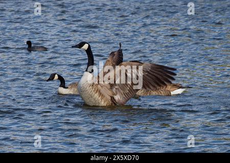 Dieses Foto zeigt eine Kanadische Gans, die an einem Wintermorgen flattert. Kanadagänse sind große Wildgänse mit schwarzem Kopf und Hals und weißen Wangen. Stockfoto