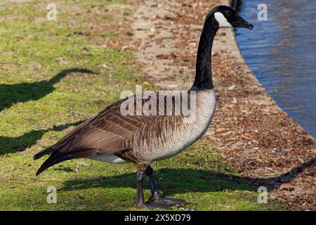 Dieses Foto zeigt eine Kanadas-Gans an einem Wintermorgen. Kanadagänse sind große Wildgänse mit schwarzem Kopf und Hals und weißen Wangen. Stockfoto