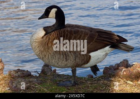 Dieses Foto zeigt eine Kanadas-Gans an einem Wintermorgen. Kanadagänse sind große Wildgänse mit schwarzem Kopf und Hals und weißen Wangen. Stockfoto