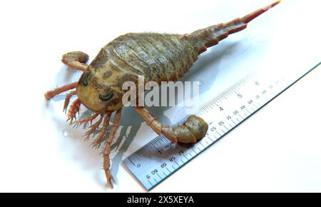 Eine 3D-Illustration Eurypterus Remipes aus nächster Nähe mit einem Lineal für den Maßstab. Eurypterus ist eine ausgestorbene Gattung des Eurypterus, eine Gruppe von Organismen, die allgemein genannt werden Stockfoto