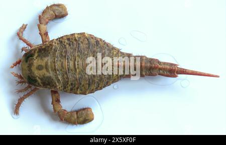 Eine 3D-Illustration Eurypterus Remipes aus nächster Nähe. Eurypterus ist eine ausgestorbene Gattung des Eurypterus, einer Gruppe von Organismen, die gemeinhin als „Meerskorpione“ bezeichnet werden. Die Stockfoto