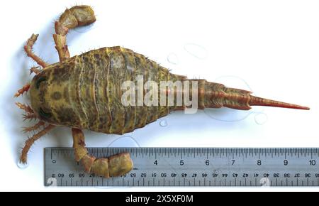 Eine 3D-Illustration Eurypterus Remipes aus nächster Nähe mit einem Lineal für den Maßstab. Eurypterus ist eine ausgestorbene Gattung des Eurypterus, eine Gruppe von Organismen, die allgemein genannt werden Stockfoto