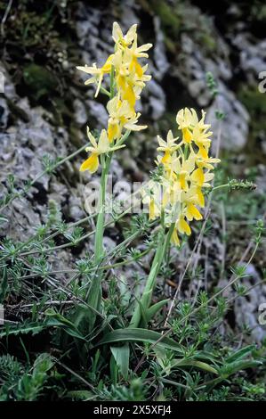 Wenige blühende Orchidee (Orchis pauciflora), Orchidaceae. Knollige krautige, wilde Pflanze. Florenz, Toskana, Italien. Stockfoto