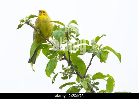 Emberiza citrinella alias Gelbhammer. Der schöne gelbe Vogel sitzt am sonnigen Frühlingstag auf dem Baum. Tschechische republik Natur. Stockfoto