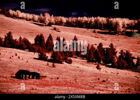 Überreste einer einsamen Blockhütte in einem einst blühenden Bergbaugebiet von Colorado. Im Infrarot erfasst. Stockfoto