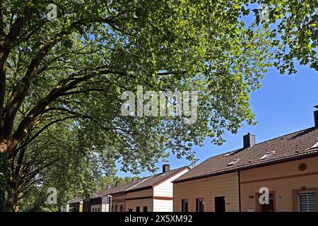 Straßenbäume als Luftverbesserer Platanen als große, widerstandsfähige Straßenbäume in der Stadt, die als Luftverbesserer bis zu den Hausdächern und über hinaus wachsen können. *** Straßenbäume als Luftverbesserer Sycamore Bäume sind große, harte Straßenbäume in der Stadt, die bis zu den Dächern von Häusern und darüber hinaus als Luftverbesserer wachsen können Stockfoto