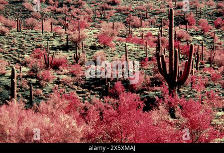 Saguaro-Kaktuswald mit cholla, Yuka und Salbei, aufgenommen auf einem 35-mm-Kodak-Infrarotfilm in der Wüste von Arizona. Stockfoto