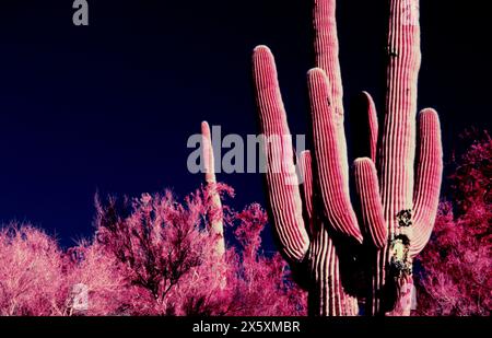 Klassischer Saguaro-Kaktusständer, aufgenommen auf 35-mm-Kodak-Infrarotfilm in der Wüste Arizonas. Stockfoto