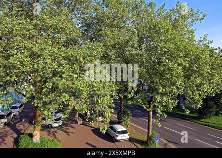 Straßenbäume als Luftverbesserer Platanen als große, widerstandsfähige Straßenbäume in der Stadt, die als Luftverbesserer bis zu den Hausdächern und über hinaus wachsen können. *** Straßenbäume als Luftverbesserer Sycamore Bäume sind große, harte Straßenbäume in der Stadt, die bis zu den Dächern von Häusern und darüber hinaus als Luftverbesserer wachsen können Stockfoto