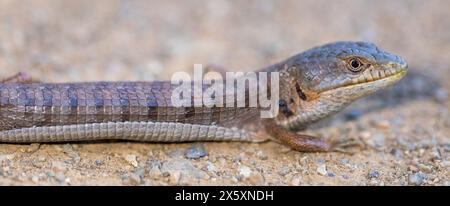 California Alligator Lizard Erwachsene mit blutverschmierten Zecken, die sich nach Sonnenuntergang auf dem Weg erwärmen. Stevens Creek County Park, Santa Clara County, Kalifornien. Stockfoto