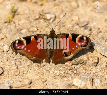 Schöne Markierungen auf europäischem Pfau Butterly mit Flügeln, die in der Sonne ausgebreitet sind Stockfoto