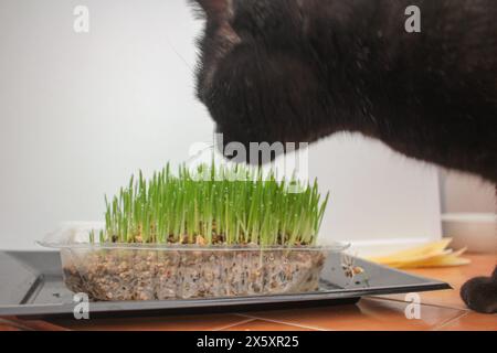 Meine Katze isst morgens Kräuter zu Hause Stockfoto