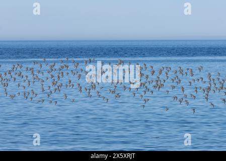 Herde roter Knoten im Flug über das Meer Stockfoto