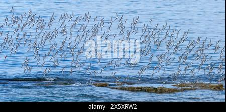 Herde roter Knoten im Flug über das Meer Stockfoto