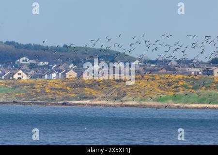 Herde roter Knoten im Flug über das Meer Stockfoto