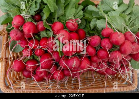 Lebendige Radieschen frisch aus dem Garten Stockfoto