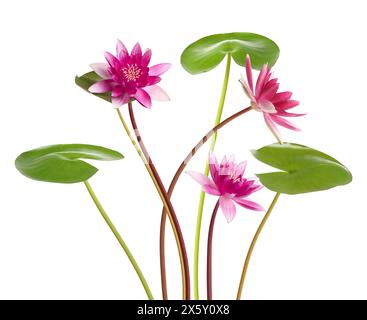 Rosa Lotusblüten mit langen Stielen isoliert auf weiß Stockfoto