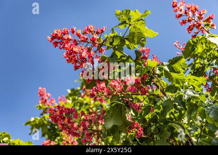 Cornus walteri, auch Walters Hartholz genannt. Kräuterkundiger sammelt Blumen, um Tinkturen zu machen Stockfoto