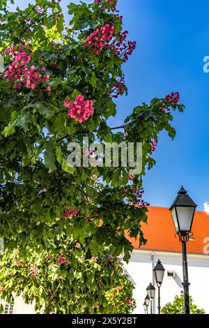 Die zarte Schönheit der Rosskastanienblüten schmücken die Straßen von Osijek Stockfoto