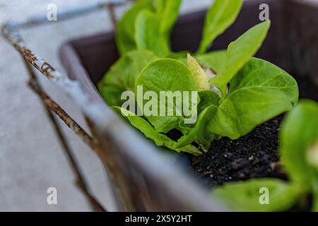 Essbarer Balkon, krautige Pflanzen auf kleinem Raum. Stockfoto