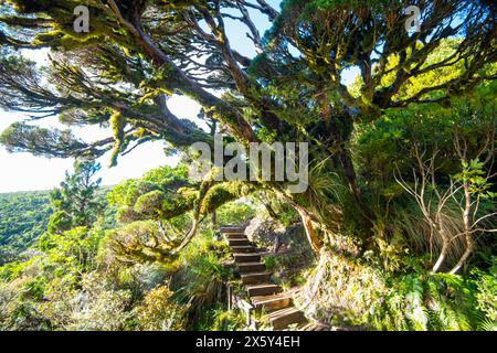 Pouakai Tarns Track - Neuseeland Stockfoto