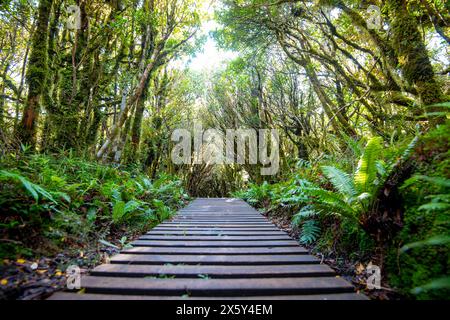 Pouakai Tarns Track - Neuseeland Stockfoto