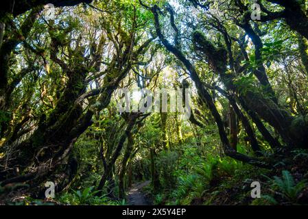 Pouakai Tarns Track - Neuseeland Stockfoto