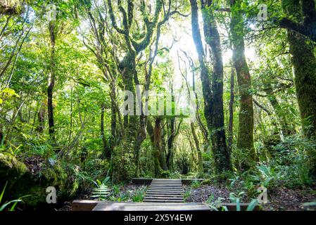 Pouakai Tarns Track - Neuseeland Stockfoto