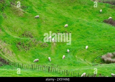 Schafweide in Waikato - Neuseeland Stockfoto