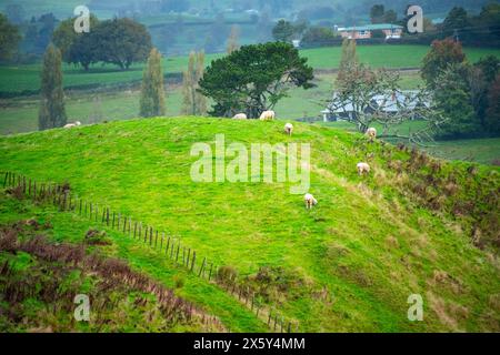 Schafweide in Waikato - Neuseeland Stockfoto