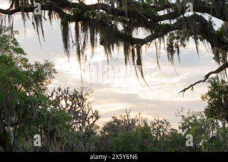 Ein malerischer Sonnenuntergang mit spanischem Moos bedeckten Live Oak Tree Zweigen. Stockfoto